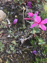Antennaria monocephala