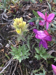 Castilleja hyperborea