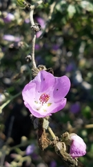 Malacothamnus fasciculatus catalinensis