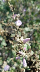Malacothamnus fasciculatus catalinensis