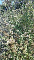 Malacothamnus fasciculatus catalinensis