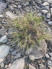 Carex nardina