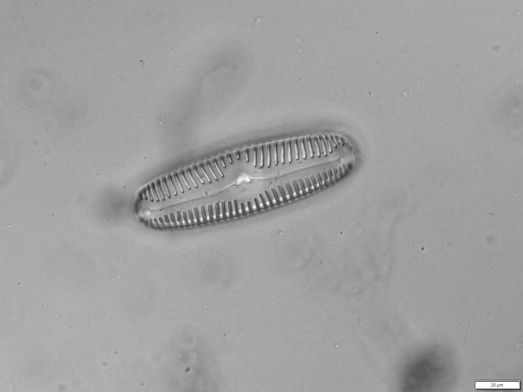 Pinnularia lata