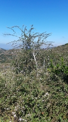 Malacothamnus fasciculatus catalinensis