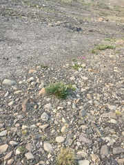 Carex nardina