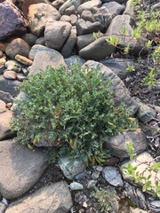 Oxytropis scammaniana