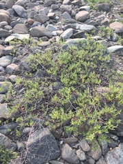 Salix brachycarpa niphoclada