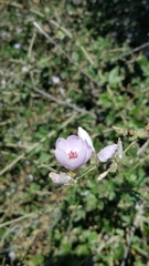 Malacothamnus fasciculatus catalinensis
