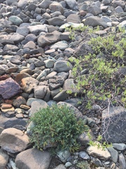 Oxytropis scammaniana