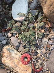 Astragalus nutzotinensis