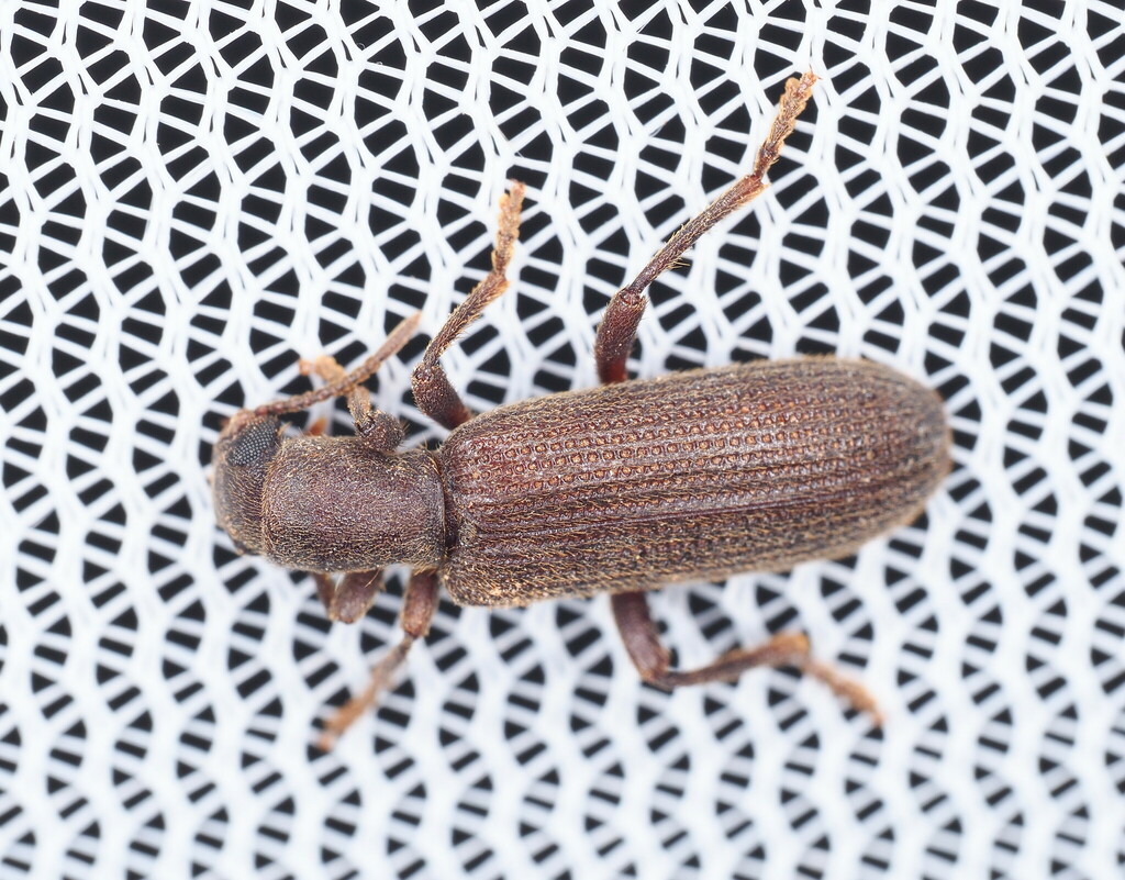 Lecontella brunnea