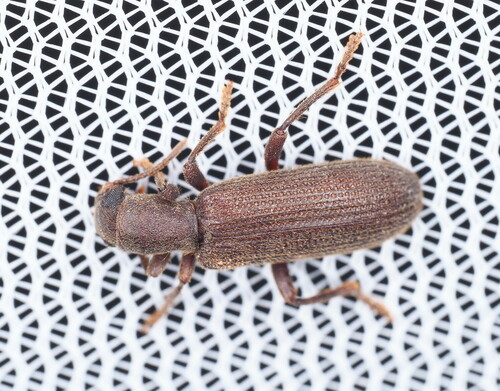 Lecontella brunnea