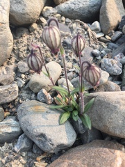 Silene uralensis