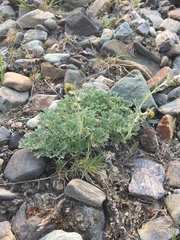 Artemisia hyperborea
