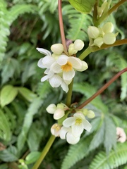 Begonia longifolia