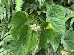 Begonia longifolia