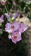 Malacothamnus fasciculatus catalinensis