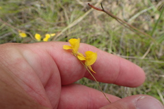 Utricularia juncea