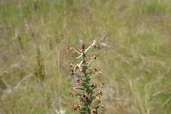 Platanthera nivea