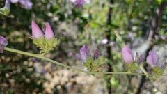 Malacothamnus fasciculatus catalinensis