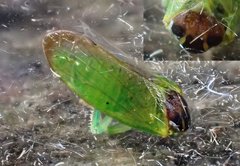 Iassus lanio