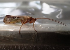 Limnephilus flavicornis