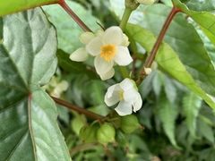 Begonia longifolia