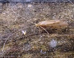 Oecetis lacustris