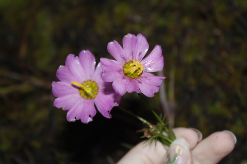 Image of Sabatia kennedyana by (c) Alex Karasoulos, some rights reserved (CC BY)