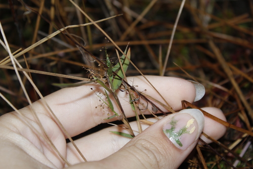 Image of Dichanthelium wrightianum by (c) Alex Karasoulos, some rights reserved (CC BY)