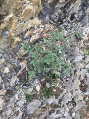 Potentilla furcata