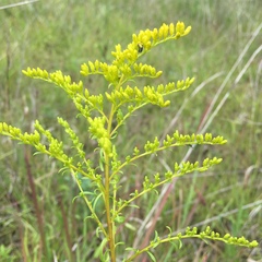 Solidago pinetorum