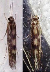 Agraylea multipunctata