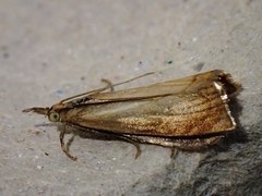 Chrysoteuchia culmella