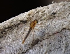 Chironomidae