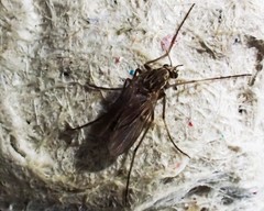 Chironomidae