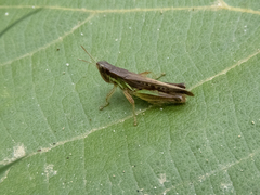 Spathosternum prasiniferum