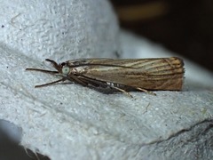 Chrysoteuchia culmella