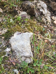 Poa paucispicula