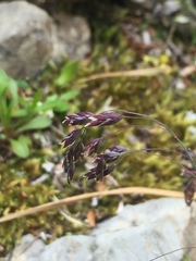 Poa paucispicula