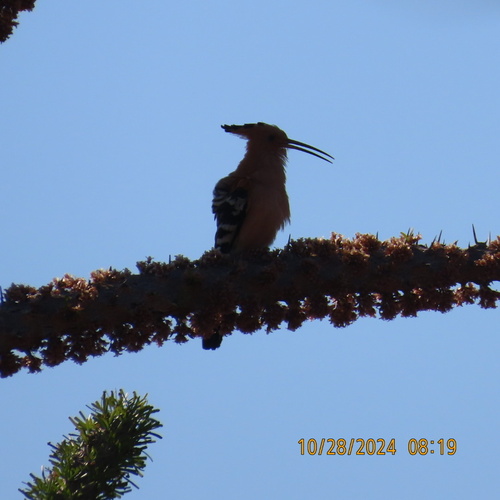 Madagascar Hoopoe (Upupa marginata), photo 7