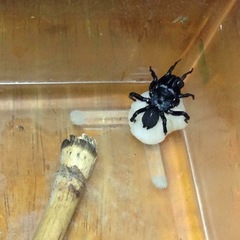 Sphodros niger