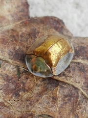 Aspidimorpha quadriremis