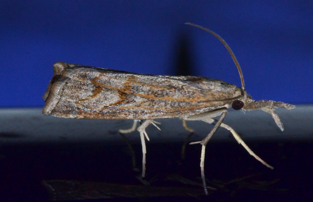 Mottled Grass-veneer Moth