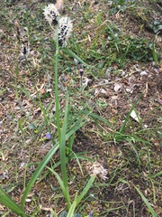 Carex membranacea