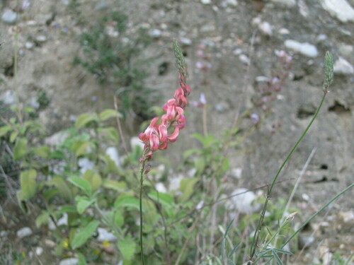 Slender Sainfoin (Onobrychis gracilis)