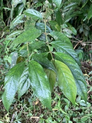 Lasianthus formosensis