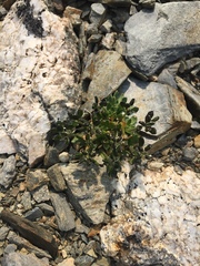 Draba porsildii