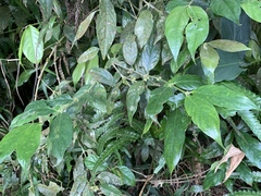 Lasianthus formosensis