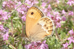Coenonympha dorus